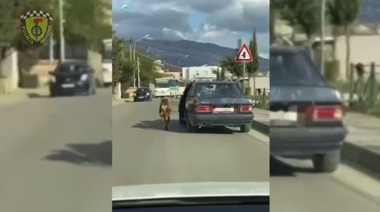 E RËNDË/ Makina në ecje tërhiqte kafshën në Shkozë, e pëson shoferi që lëvizte pa patentë