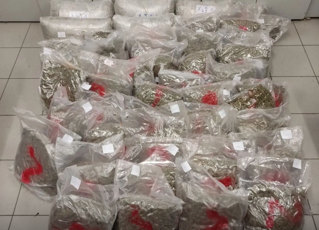 SHKATËRROHET BANDA SHQIPTARE E DROGËS NË SPANJË/ Tre të arrestuar, sekuestrohen 2000 bimë marijuanë