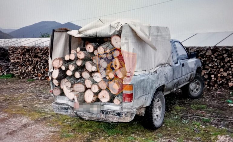 E PËSOJNË KEQ/ U kapën duke prerë dru në një zonë të mbrojtur, dy të arrestuar në Pogradec