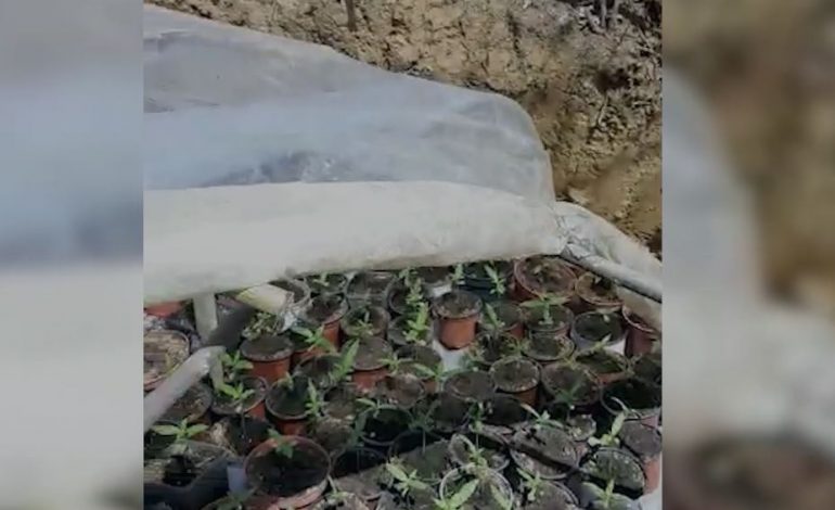 ZBULOHET SERA ME KANABIS NË FIER/ Kush është 46-vjeçari që u arrestua sot. Drogën e kishte mbjellë në…