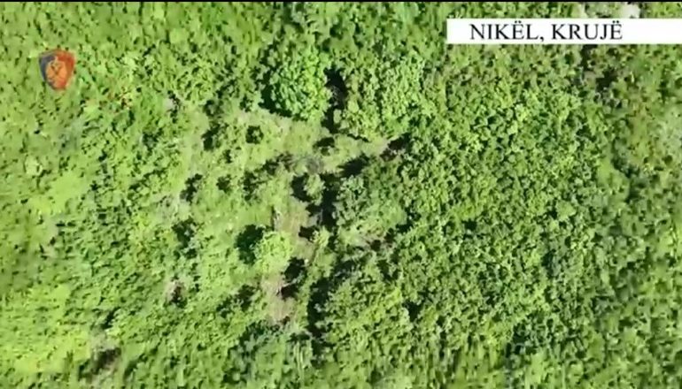 PAMJET/ Zbulohen 3 parcela me lëndë narkotike në Krujë, sekuestrohen 685 rrënjë kanabis