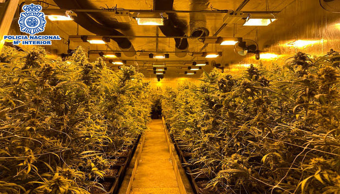 ÇMONTOHET PLANTACIONI I DROGËS BË SPANJË/ 10 të arrestuar, mes tyre 7 shqiptarë dhe 3 serbë