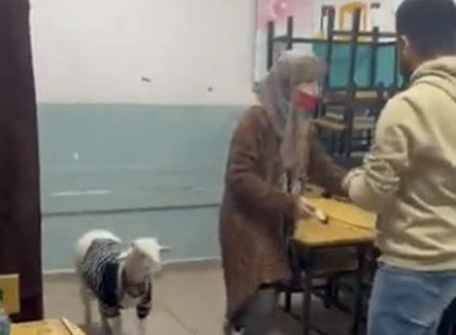 ZGJEDHJET NË TURQI/ Gruaja shkon për të votuar e shoqëruar nga një qengj
