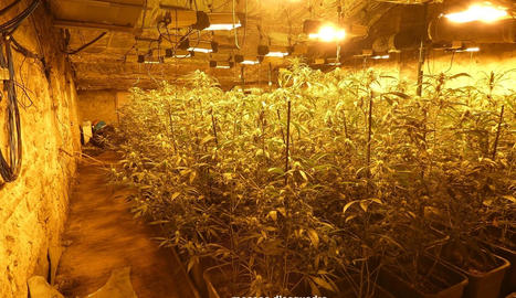ZBULOHET PLANTACIONI ME 5000 BIMË MARIJUANË NË SPANJË/ 4 të arrestuar, mes tyre 2 shqiptarë