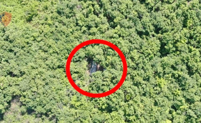 POLICIA TJETËR AKSION/ Dronët zbulojnë ‘serën’ me kanabis në mes të pyllit në Lezhë, dy të arrestuar (PAMJET)