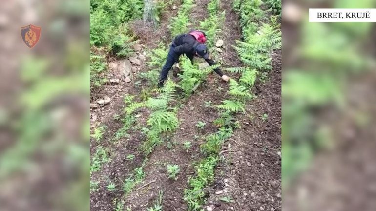 DETAJET E PARA/ Zbulohen parcela me drogë në Krujë, Lezhë dhe Shkodër, asgjësohen 6262 rrënjë kanabisi