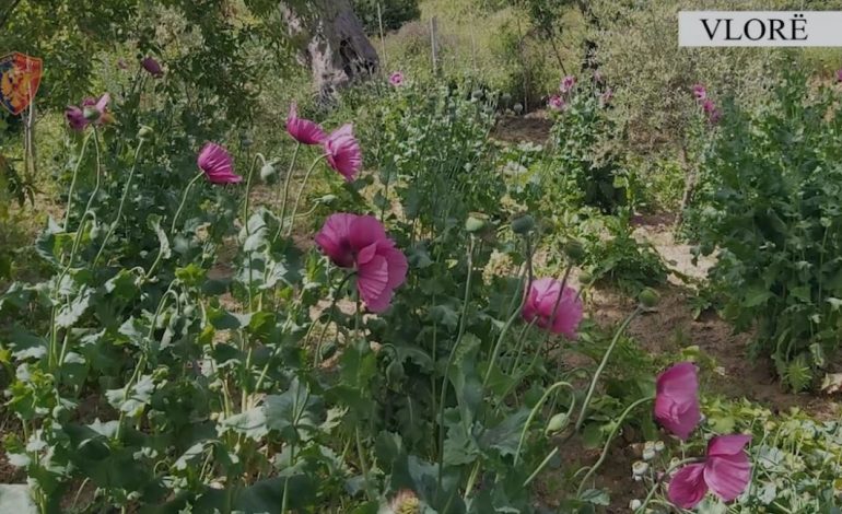 ZBULOHET PËR HERË TË PARË OPIUM NË VLORË/ 70 bimë të mbjella në një arë, arrestohet 50-vjeçari