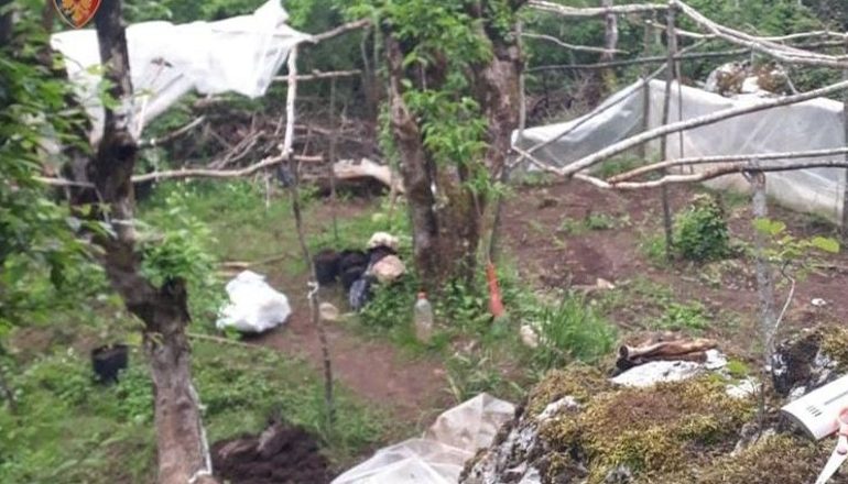 ZBULOHEN DISA PARCELA ME 350 RRËNJË KANABIS NË MAT/ Në pranga 33-vjeçari! U kap duke punuar fidanët