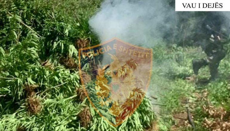 TJETËR RAST KULTIVIMI NË VAUN E DEJËS/ Asgjësohen 73 fidanë kanabis! Një në pranga, një në kërkim