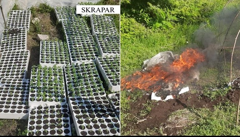 MEGAOPERACIONI/ 300 policë me 9 drone në Elbasan, Skrapar, Lezhë e Krujë të asgjësojnë parcelat me kanabis