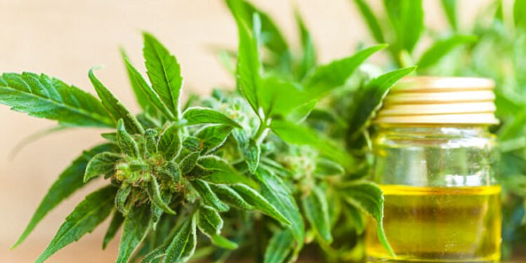 LEGALIZIMI I KANABISIT PËR QËLLIME MJEKËSORE/ Mjekët skeptikë: Më shumë dëme në shoqëri, se të mira
