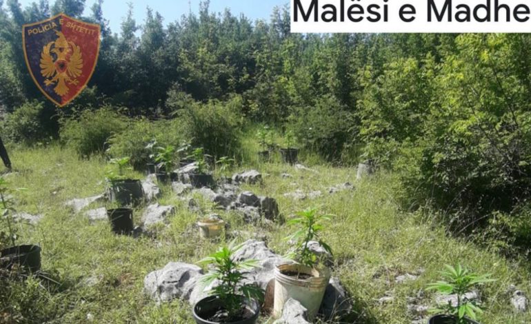 POLICIA SËRISH AKSION/ Kultivuan 116 bimë kanabis në fshatin Vukpalaj, 1 i arrestuar, 1 në kërkim në Malësinë e Madhe