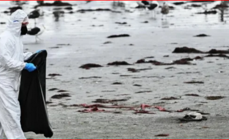 MISTERI/ Mijëra zogj gjenden të ngordhur në bregdet, dyshohet se…