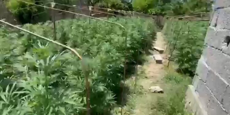 POLICIA AKSION NË KRUJË/ Zbulohen 140 bimë kanabis të kultivuara në banesë, 1 në pranga