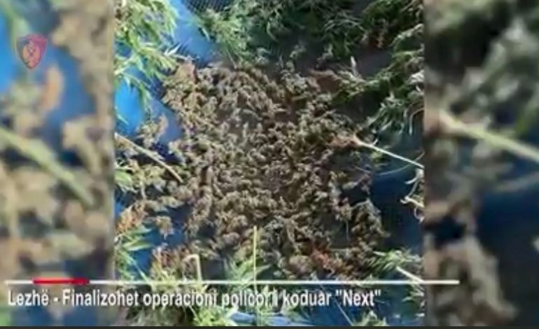EMRI/ Ishte shpallur në kërkim për kultivim droge, pranga 33-vjeçarit në Lezhë