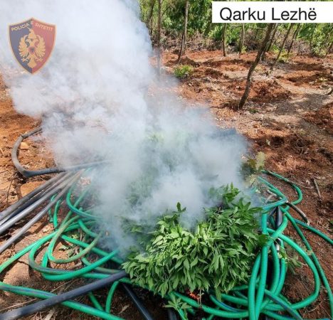 NGA TOKA E AJRI/ Vijojnë kontrollet në qarkun e Lezhës, zbulohen parcela me kanabis në disa fshatra, asgjësohen 600 bimë