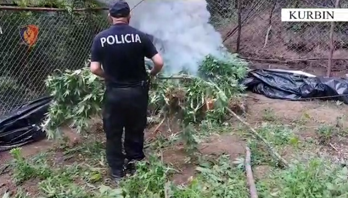 POLICIA AKSION/ Kontrolle nga ajri e toka në Krujë, Kurbin, Mirditë dhe Shkodër, asgjësohen mbi 3 mijë bimë kanabis…