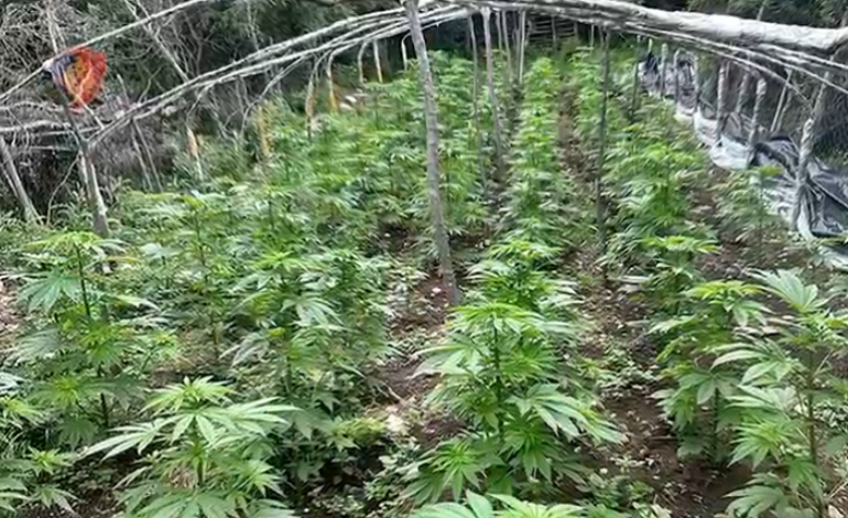 EMRAT/ Ishin mbjellë në një zonë të pyllëzuar, sekuestrohen 580 fidanë me kanabis, 2 në kërkim në Librazhd