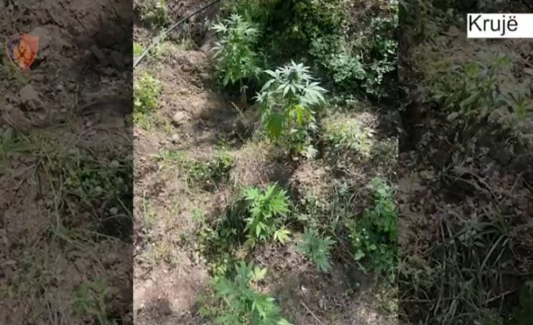 “TERRITOR I PASTËR”/ Zbulohet sërish drogë në zonën e Krujës, asgjësohen 362 bimë kanabisi