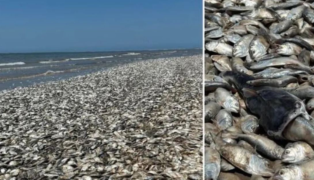 FENOMENI I PAZAKONTË/ Mijëra peshq të ngordhur ‘pushtojnë’ bregun e Teksasit