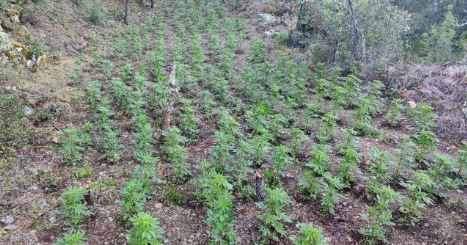 SHPËRBËHET BANDA SHQIPTARE E KANABISIT NË SPANJË/ 3 të rinjtë kapen në plantacionin me mbi 10 mijë rrënjë