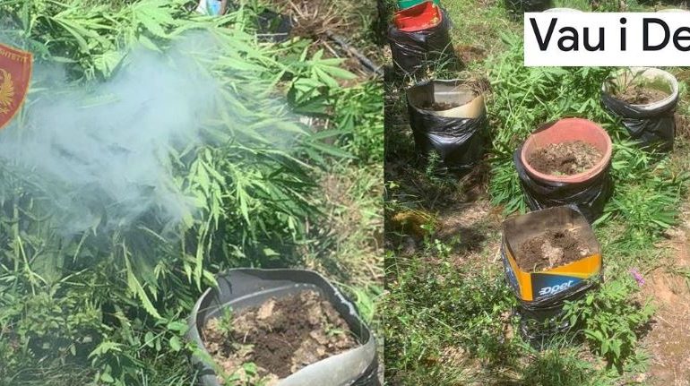 KONTROLLE ME DRONË NË VAUN E DEJËS/ Gjenden mbi 500 fidanë kanabis, procedohet kryeplaku i fshatit