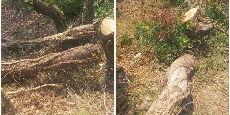 “MASAKËR” MJEDISORE TEK SYRI I KALTËR/ Priten pemët për të ndërtuar lokal brenda parkut