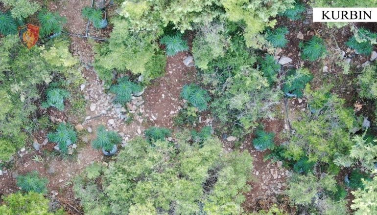 POLICIA SËRISH AKSION/ Asgjësohen 290 bimë narkotike në Lezhë, arrestohet 45-vjeçari! Në hetim kryeplaku i fshatit…