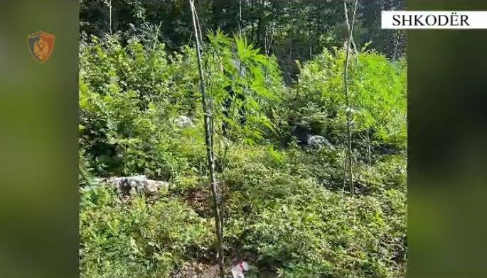 VIJON OPERACIONI/ Zbulohen parcela me drogë në Shkodër, Mirditë dhe në Tropojë, procedohet përgjegjësi i shërbimit pyjor