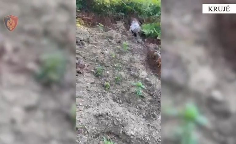 POLICIA AKSION/ Sërish drogë në fshatrat e Krujës, asgjësohen 480 rrënjë kanabisi