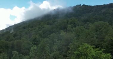 NË PYJET QË MBRON UNESCO/ Rrajca prej 6 vitesh pjesë e trashëgimisë botërore