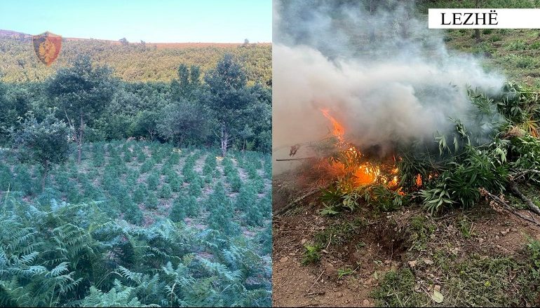 DETAJET/ Gjenden dhe sekuestrohen 2918 bimë kanabis në dy fshatra në Lezhë, s’dihen autorët
