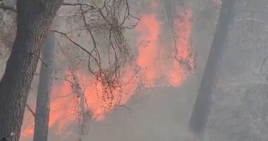 RIAKTIVIZOHET ZJARRI NË PYLLIN E PESHTANIT/ Drejtori i Shërbimit Zjarrfikës Fier: Situata është shumë e vështirë
