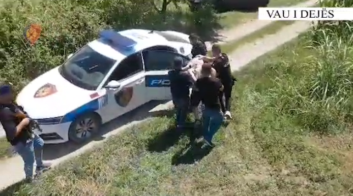TJETËR AKSION/ Asgjësohen 810 bimë kanabis në Vaun e Dejës, arrestohet një prej kultivuesve