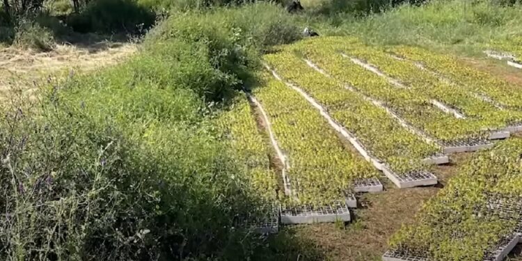 BILANCI I MUAJIT QERSHOR/ Policia e Shtetit: Mbi 44 mijë bimë narkotike të asgjësuara