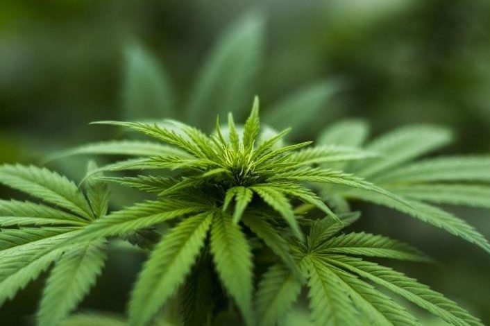 MILIONA EURO INVESTIM PËR IMPLIANTET/ Zbulohet plantacioni me kanabis në Francë, arrestohen 4 shqiptarë dhe 2 francezë
