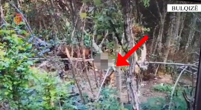 KULTIVONIN KANABIS/ Arrestohen tre persona në Bulqizë, sekuestrohen 2 armë gjahu