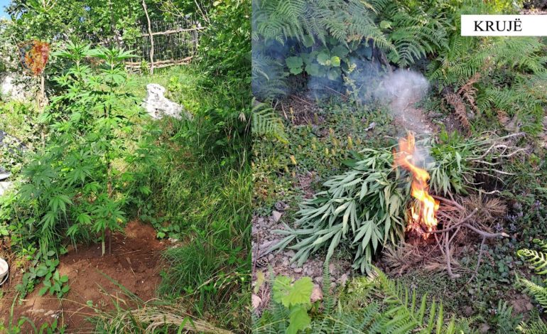 POLICIA VIJON OPERACIONION/ Asgjësohen 609 bimë kanabis në malësinë e Krujës