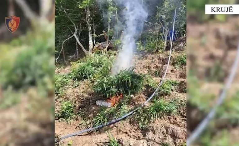 “TERRITOR I PASTËR”/ Sërish drogë në malësinë e Krujës, asgjësohen 773 rrënjë kanabisi