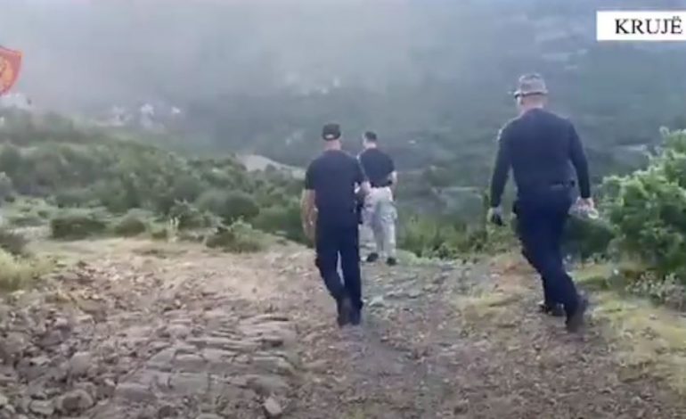 ZBULOHET SËRISH DROGË NË KRUJË/ Asgjësohen 4941 rrënjë kanabisi