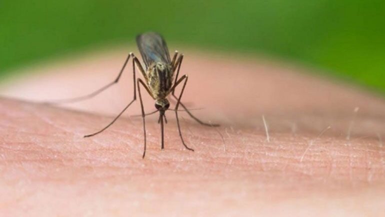 RRITET FRIKA NGA VIRUSI I NILIT PERËNDIMOR NË GREQI/ Shënohet një tjetër humbje jete, 11 të infektuar