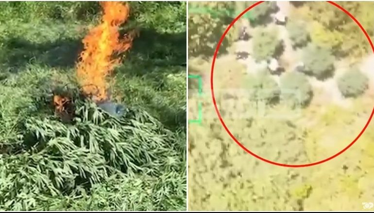 KANABISI NË ZONËN USHTARAKE TË ZALL HERRIT/ Dalin pamjet e dronit që zbuloi parcelën! Nis hetimet dhe ushtria