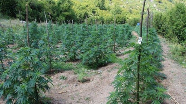 DROGA NË REPARTIN USHTARAK TË ZALL HERRIT/ Zbardhet vendimi i gjykatës dhe dëshmitë e plota të tre ushtarakëve të arrestuar: Zona ishte…