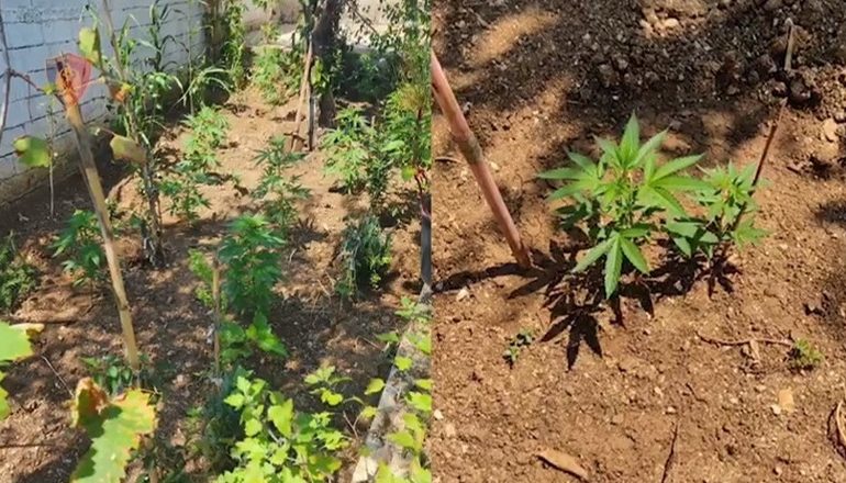 KULTIVUAN KANABIS NË LAZARAT/ Arrestohen babë e bir