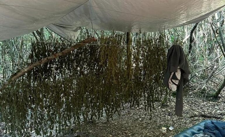 ARRESTOHEN DY SHQIPTARËT NË ITALI/ Karabinierët sekuestrojnë 35 kg marihuanë me vlerë 350 mijë euro