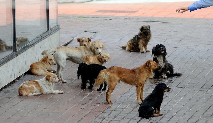 PAS SKANDALIT TË SAFET GJICIT/ Bashkia e Gjirokastrës anulon tenderin 14 milionë lekë për tredhjen e qenve