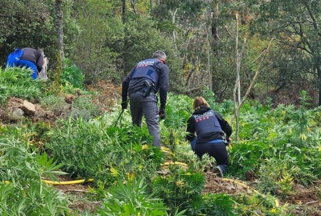 SHKATËRROHET PLATACIONI I MARIJUANËS NË SPANJË/ Arrestohen dy shqiptarë