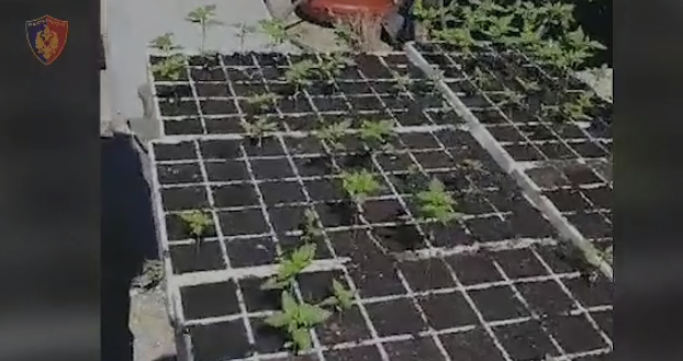 NDODH EDHE KJO/ Parcelë me kanabis në repartin ushtarak të Zall Herr-it, tre të arrestuar, nën hetim dhe komandanti