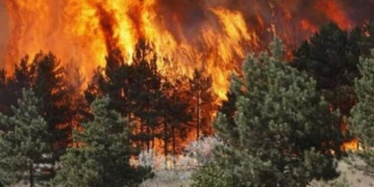55 RASTE TË ZJARRËVËNIES SË QËLLIMSHME/ Peleshi: Dënimi deri në 15 vite burg