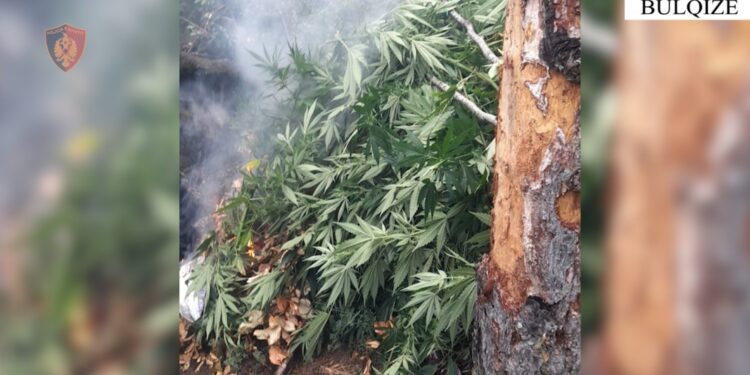 VIJON OPERACIONI ANTIDROGË NË DIBËR/ Asgjësohen 53 bimë narkotike